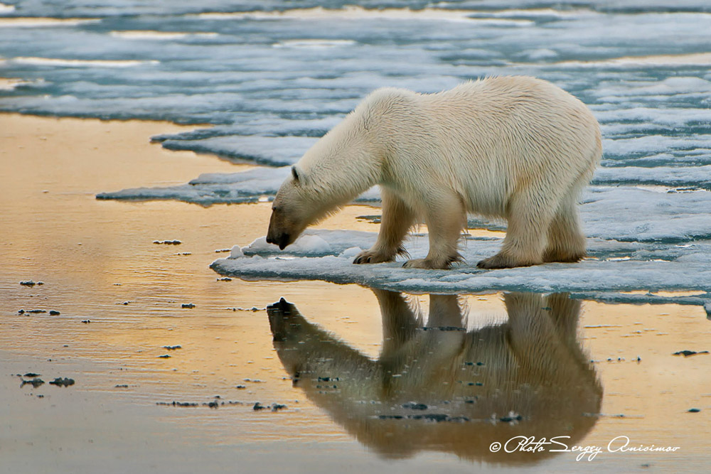 Tout cela fait de l'Arctique l'un des écosystèmes les plus fragiles au monde. Ses problèmes environnementaux sont d'ordre mondial, et affectent le climat de la planète entière.