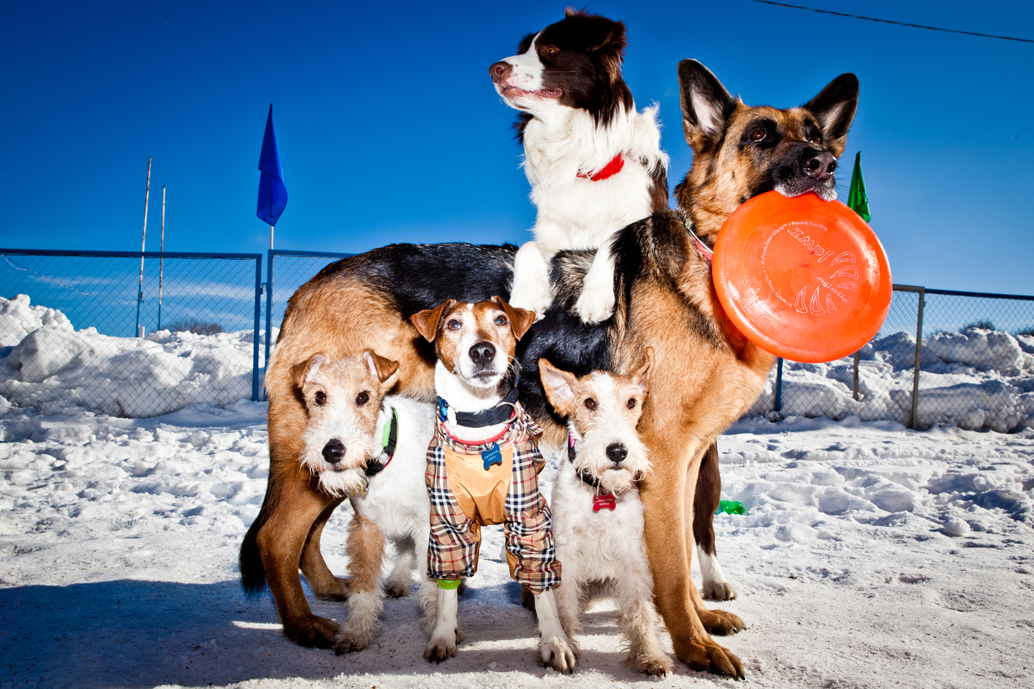 Frisbee dog is open to all canines, regardless of age, breed, and characteristics. Neither is the owner’s physical shape of importance. What matters is the desire to take part.
