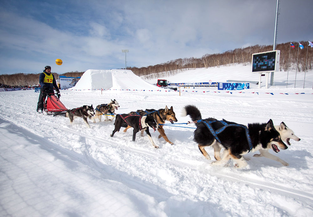 Pada 1991, Beringia masuk Guinness Book of Records sebagai balap kereta luncur anjing terjauh di dunia. Namun, sejak itu ajang ini kehilangan status tersebut karena jaraknya diperpendek.