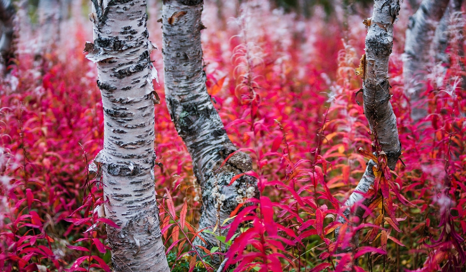Biljni svijet Hibina predstavlja neprocjenjivu vrijednost. Na ovom području istraživanjima je otkriven velik broj različitih vrsta, uvrštenih u „crvene knjige“ ugroženih biljaka. Više od polovice rijetkih vrsta registriranih u ovom području imaju stanište na planinskom lancu Hibini.