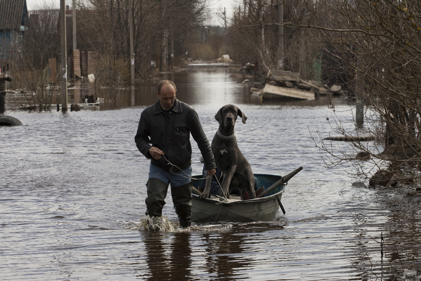 春の洪水の中、荷物と犬を運ぶ地元の人。レニングラード州、トスノ。