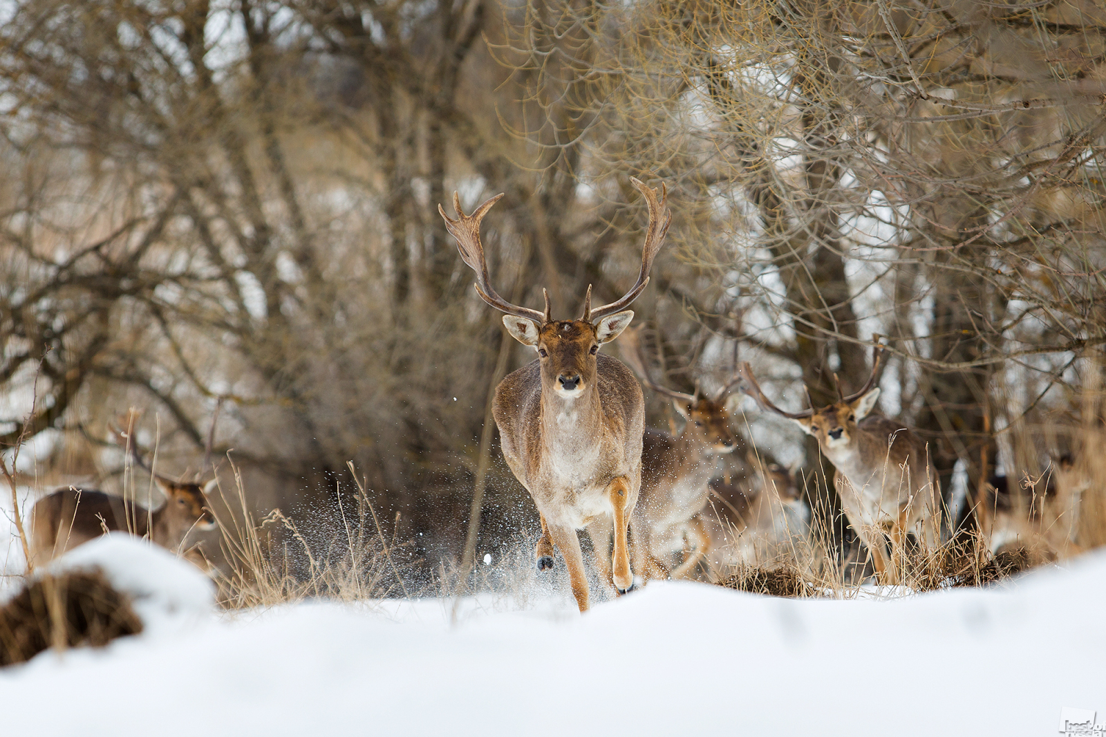鹿の群れを支配するオスの鹿。リペツク州ニコリスコエ村