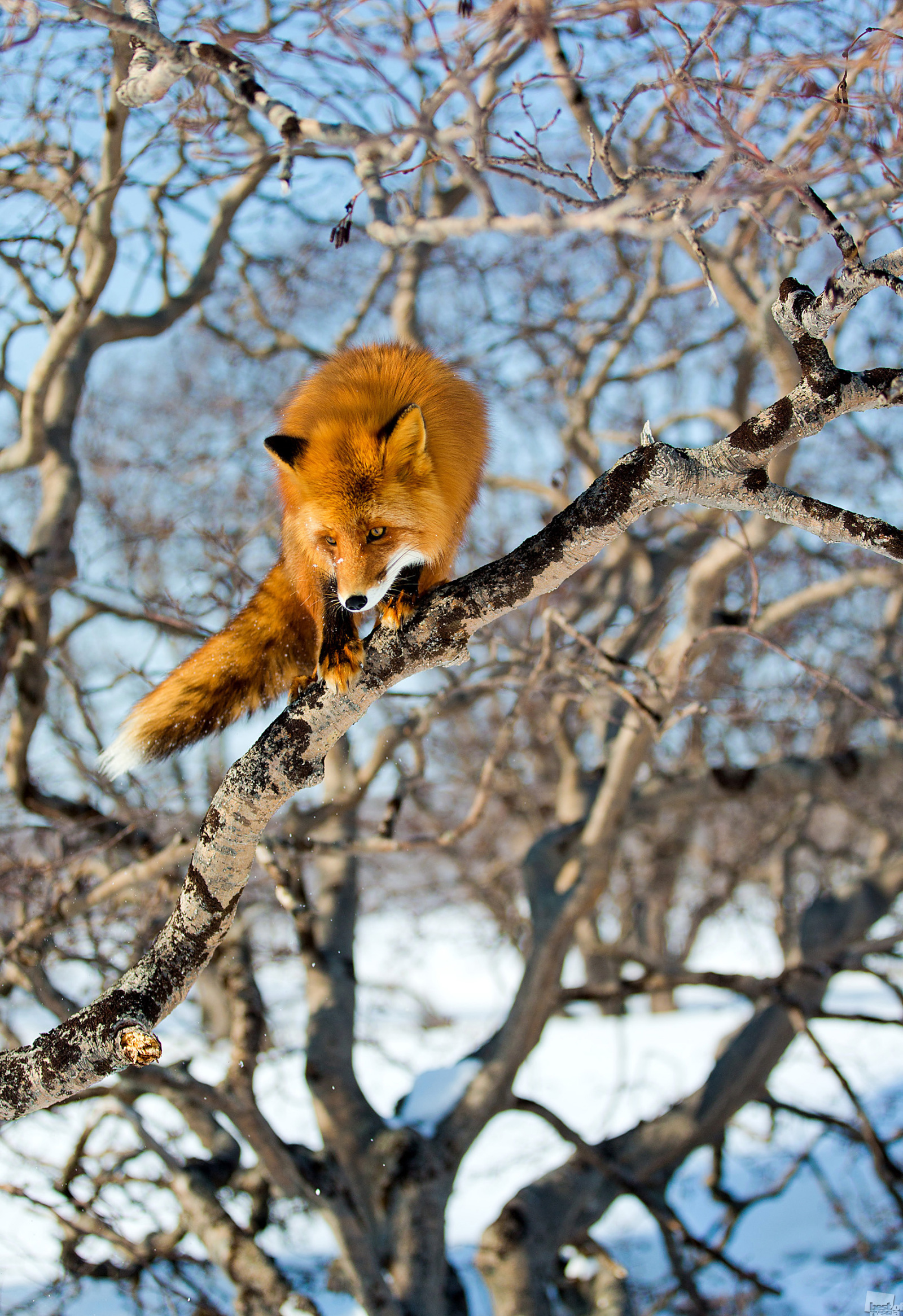 Das Kronozki-Biosphärenreservat, März 2013. Füchse können anscheinend klettern, vor allem, wenn der Baum leicht geneigt ist oder seine Zweige nicht so hoch über dem Boden hängen. Der Grazie nach zu schließen, mit der dieser Fuchs von Ast zu Ast springt, ist ihm dieser Sport sehr vertraut. Biosphärenreservat Kronozki, Region Kamtschatka
