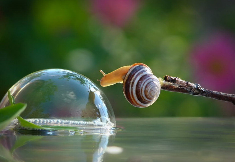 Photographer Vyacheslav Mishchenko shows that there are almost no differences between us and snails. His photos are like illustrations for a kind-hearted children’s book about bugs in which some funny little snails explore the forest, overcoming mushrooms of mountainous proportions (at least for them) and daring to gaze upon their own reflection in streams and lakes.