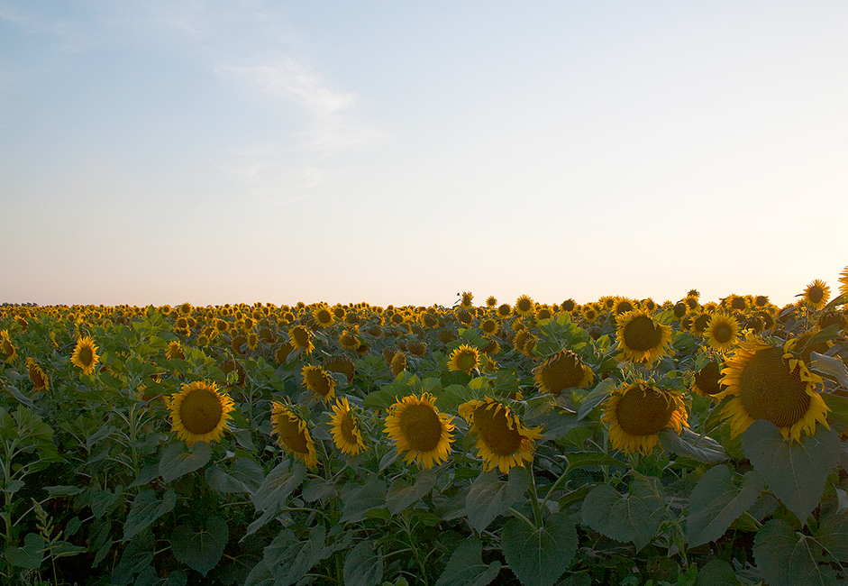 There are many fields of sunflowers in the steppes surrounding Rostov-on-Don. This is the predominant agriculture in the Rostov region.