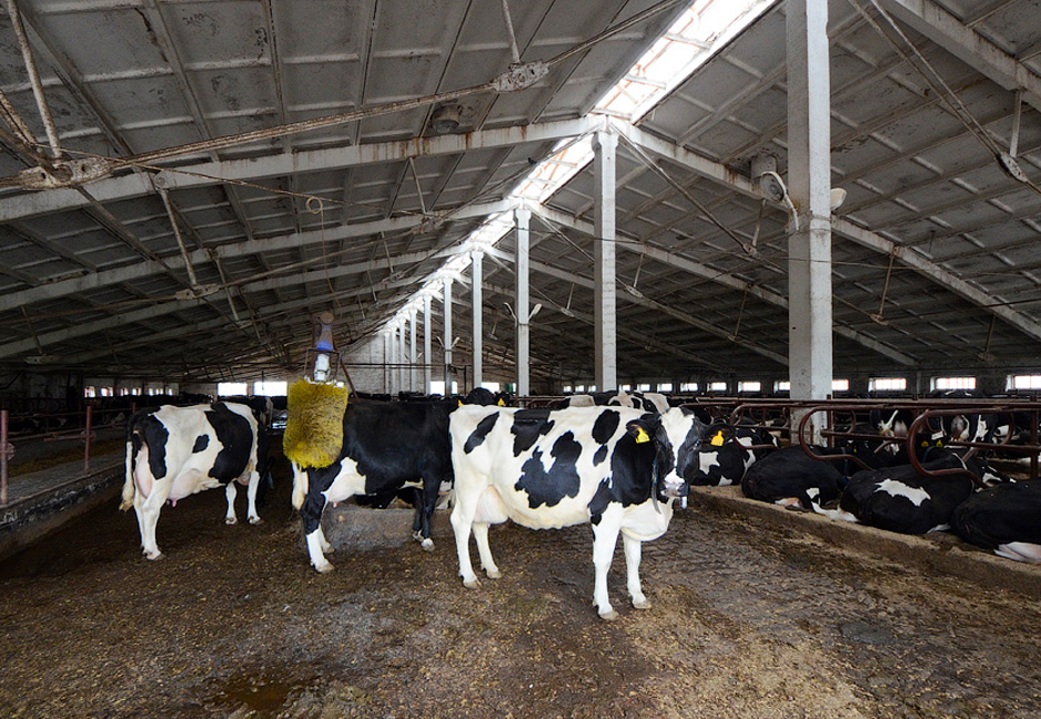 Kompanija posjeduje ukupno 2450 krava. Na farmi postoji specijalan uređaj koji kravama olakšava težak život. Unutar svake pojedinačne smještajne jedinice nalazi se automatska četka za češanje stoke, koja funkcionira poprilično jednostavno. Ukoliko krava osjeti svrbež, uređaj se aktivira i počinje raditi određeno vrijeme.