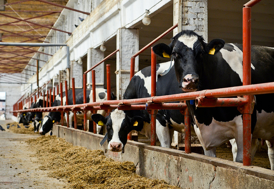 Svaka pojedinačna krava godišnje daje oko 10 000 litara mlijeka. Tvornica trenutno radi na proizvodnji novih rasa. Irmenska krava predstavlja posebnu rasu ove farme i implementirana je 2001. godine.