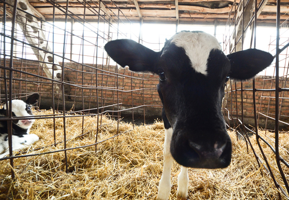 Une vache doit être âgée d'au moins 16 mois et peser au minimum 300 kg avant de pouvoir donner du lait. Une fois ce poids atteint, elle est inséminée. Neuf mois plus tard, elle met bas et commence à donner du lait ; quand une vache est âgée de 3 ans à 3 ans 1/2, elle est abattue pour sa viande.