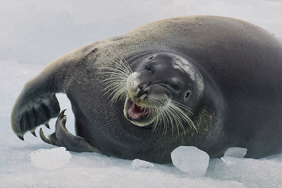 Heutige Polarforscher betrachten die Arktis vor allem als ein einzigartiges Ökosystem. Die Fotos von Sergej Anissimow, Sergej Dolja und Sergej Machalow fangen ihre überwältigende Naturschönheit ein, das grenzenlose Eis und die einzigartige Fauna, deren Erhalt zu den dringlichsten Aufgaben der Menschheit gehört.