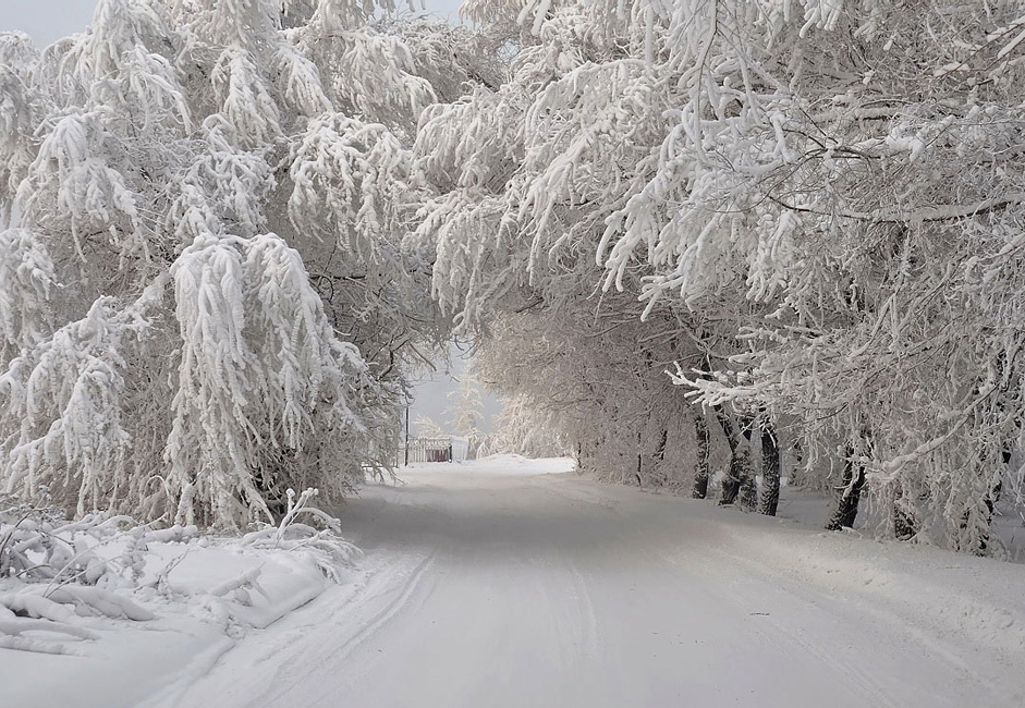 "Zimski svod". Snimljeno na obalama Jeniseja po velikoj hladnoći. Drveće ovdje blista u svim vremenskim uvjetima.