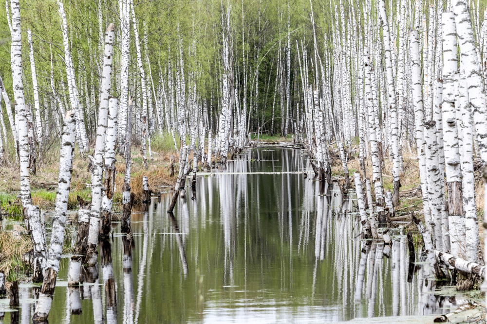 Água espelha paisagem circundante em riacho na região de Ivánovo