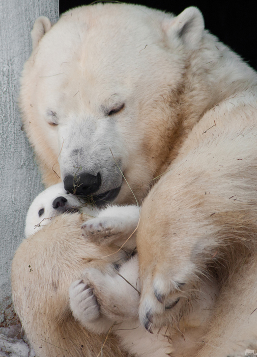 O primeiro nascimento de um urso branco em 42 anos foi um acontecimento muito importante para a cidade de Novossibirsk, e os moradores locais escolheram juntos o seu nome: Chilka