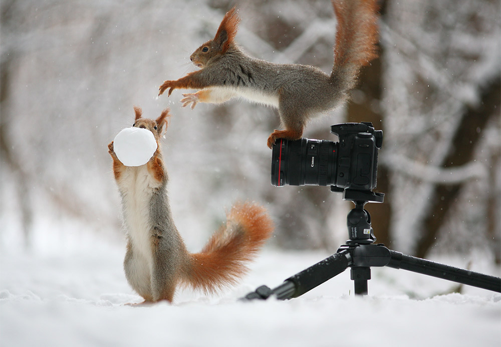 Two squirrels frolic like naughty children — climbing everywhere, falling down and doing it all over again. Hard to imagine what kind of photos you can find on that camera.