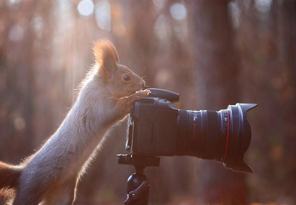 Selfies are part-and-parcel of the modern world, even if you happen to be a squirrel.