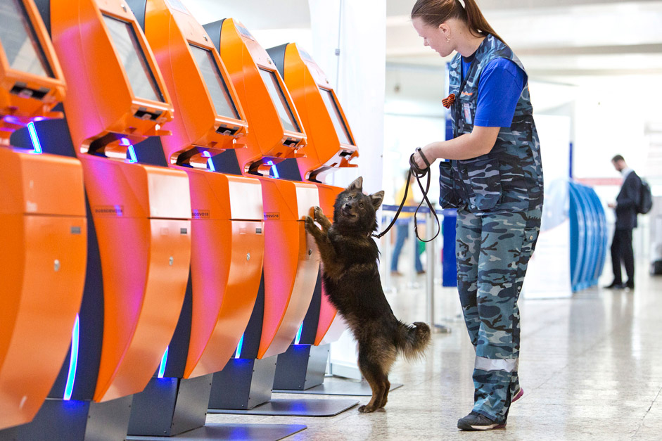 Russian airway company Aeroflot reports breakthrough results of scientific research involving its security dogs unit. A new method involving the unique Sulimov dogs to detect explosive and dangerous substances has got scientific proof and a relative patent.