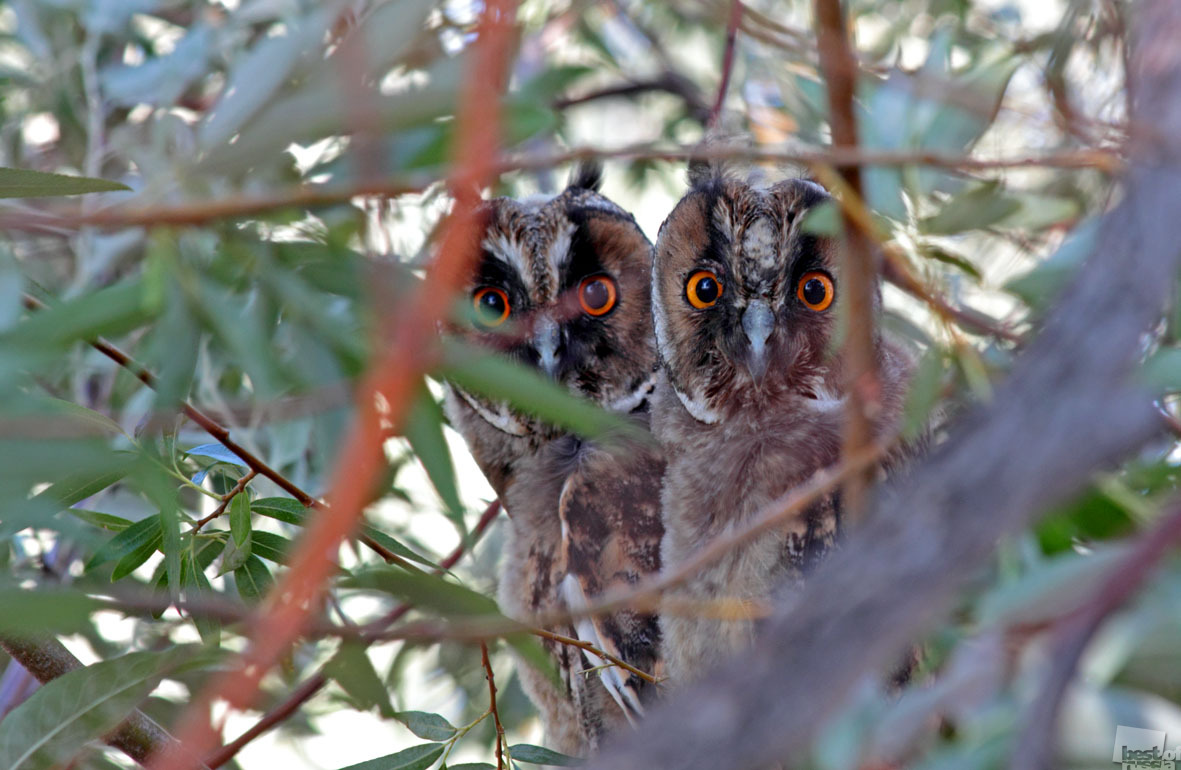 The owlets in Volgograd Oblast. 