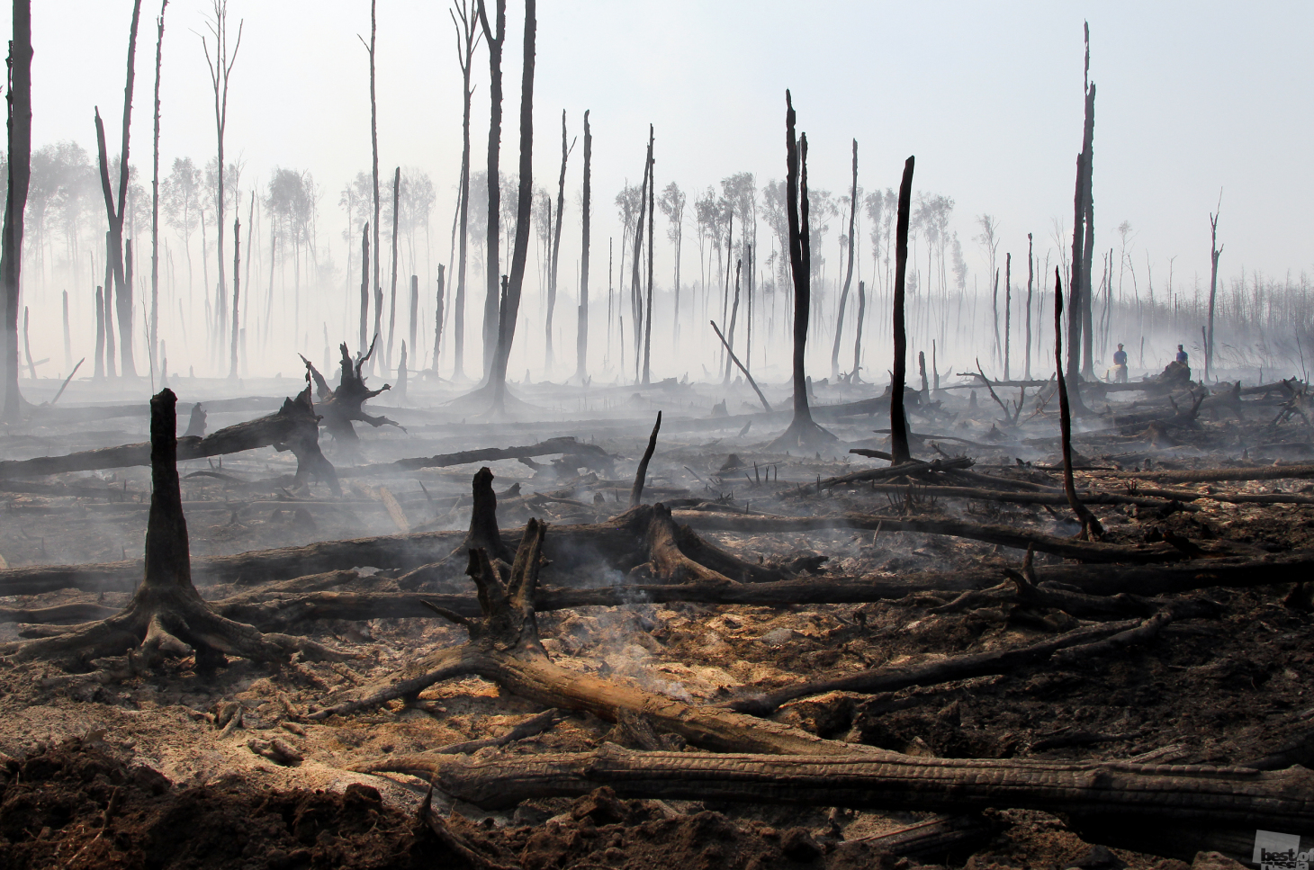 Fire in a forest in the Tver region.  