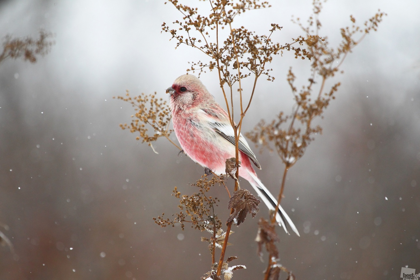  The long-tailed rosefinch, a non-migratory bird common to Siberia and the Urals.