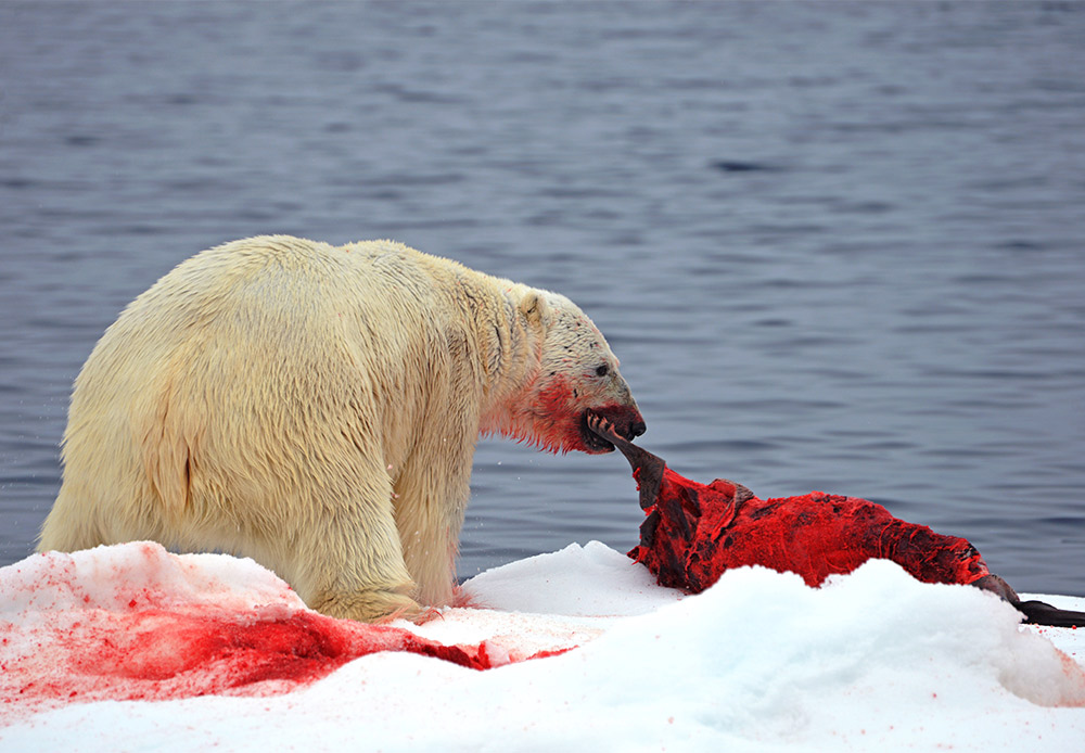Contrairement aux ours bruns, les ours polaires n’hibernent pas : la plupart des mâles chassent tout au long de l’hiver.
