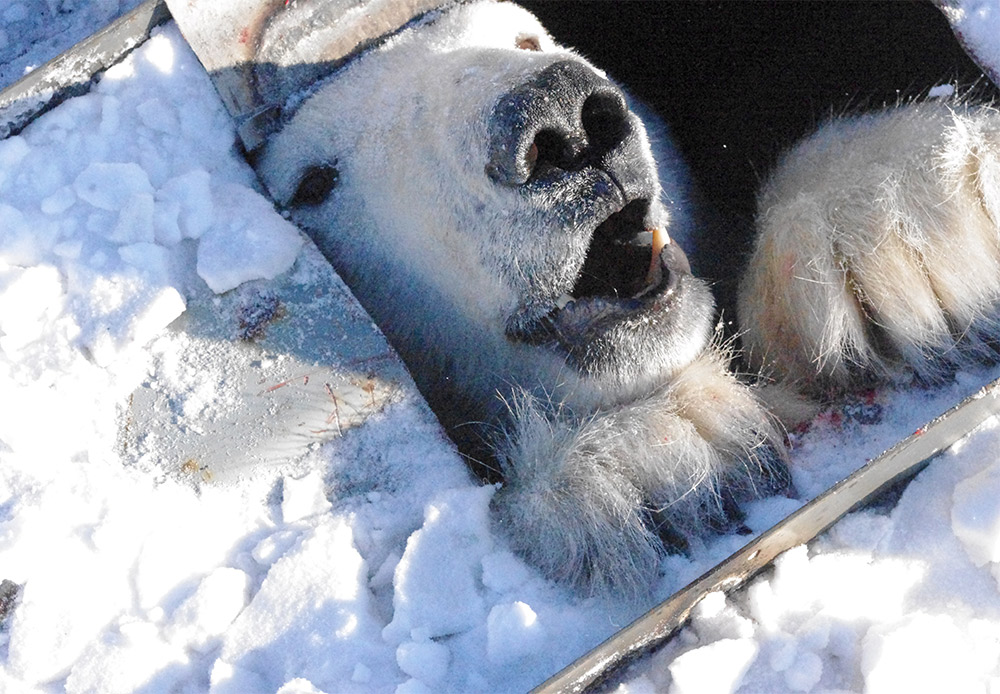 Polarni medvjedi nisu isti kao i smeđi medvjedi. Oni ne spavaju svoj zimski san. Muški polarni medvjedi i dalje love čitavu zimu.