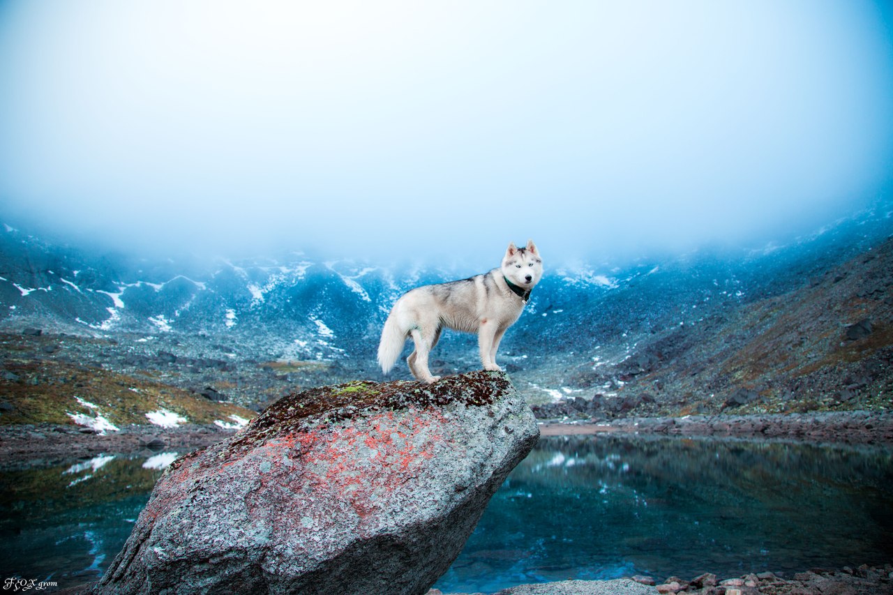 Namun sebenarnya, berjalan di atas air hanyalah satu dari sekian banyak bakat terpendam yang dimiliki anjing husky!