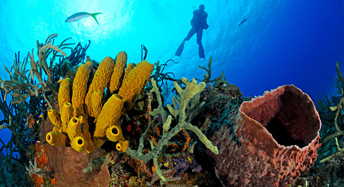 Récif coralien avec une éponge de mer.