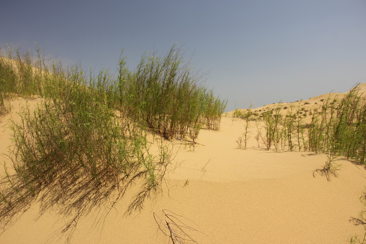 この砂丘の最も重要な科学的探検は、1915年にロシア人植物学者のA・A・マヤロフによって着手された。砂でできた山であるサリクムの形状は常に変化しているが、砂が飛散することはない。