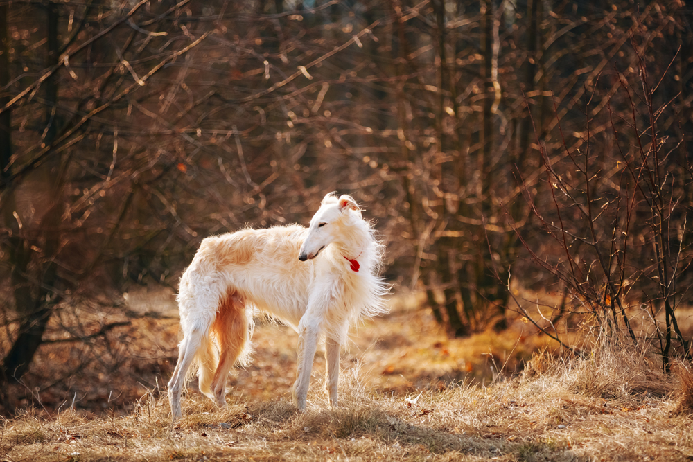 Borzoi Rusia memiliki karakter mirip serigala, termasuk kebiasaannya menundukkan kepala. Borzoi jauh lebih cepat dibanding anjing pemburu biasa, dan ia selalu lebih cepat dari mangsanya. Perbedaan borzoi dengan anjing pemburu biasa ialah: borzoi menangkap binatang, sementara anjing pemburu hanya mengejar mereka.