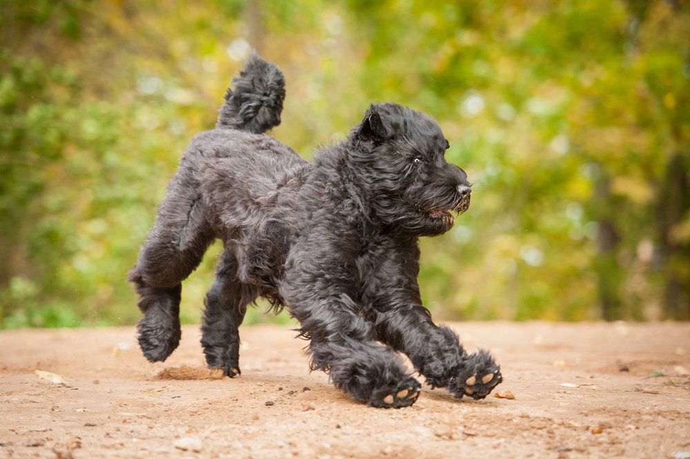 Black Terrier Rusia merupakan peranakan anjing yang diciptakan di peternakan anjing Krasnaya Zvezda berdasarkan perintah Stalin. Anjing ini merupakan anjing polisi yang digunakan untuk menjaga tahanan dan dapat bekerja di semua jenis iklim.