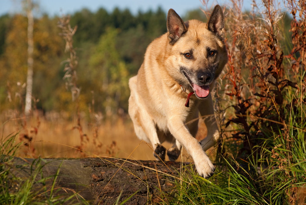 Terdapat banyak tipe anjing Laika di Rusia. Kami memilih peranakan Siberia Timur. Laika Siberia Timur merupakan anjing pemburu yang digunakan di berbagai kompetisi berburu, mulai dari berburu tupai, kukus, musang, rusa, beruang, babi hutan, hingga singa gunung. Mereka juga dapat digunakan untuk menarik kereta luncur.