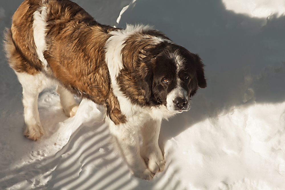 Meski Moskow Watchdog sangat mirip dengan ras St. Bernard, anjing peranakan asli Rusia ini merupakan kombinasi dari kecantikan dan kecerdasan anjing St Bernard dengan fleksibilitas dan semangat anjing Caucasian Ovcharka.