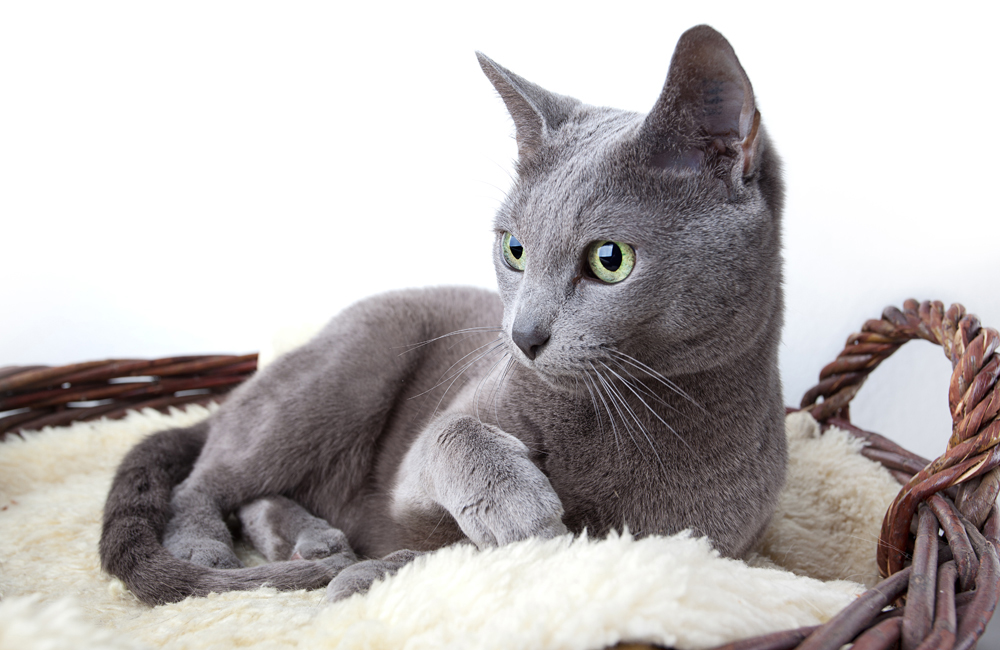 1.Ruska plava, najpopularnija vrsta. Prvobitni naziv bio joj je Arhangelska mačka, jer se vjeruje da su je u Englesku donijeli mornari iz tog sjevernog ruskog grada.