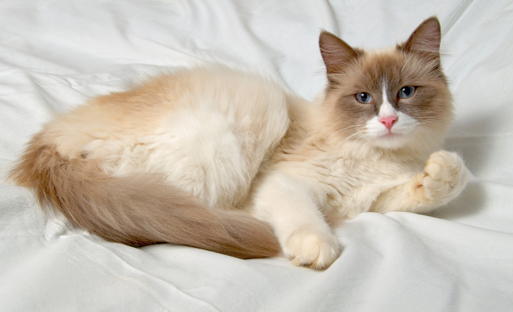 5.	Nevska maskaradna je dugodlaka šarena mačka sa sjajnim plavim očima. Naziv dolazi zbog njezinog izgleda, kad je gledaš čini ti se kao da nosi masku. Radi se o jednoj verziji Sibirske mačke. 