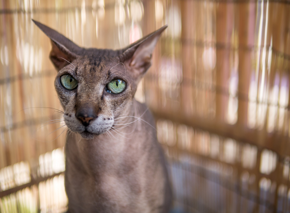 6.	Peterbald je karakteristična po svojem obliku glave: dugačak i uzak, duge uši i oči u obliku badema. Nastala od orijentalne kratkodlake i bezdlake Sfinsk mačke. 