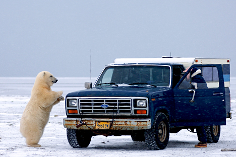 Oso blanco se acerca a automóvil en Vaichag, Siberia oriental.  