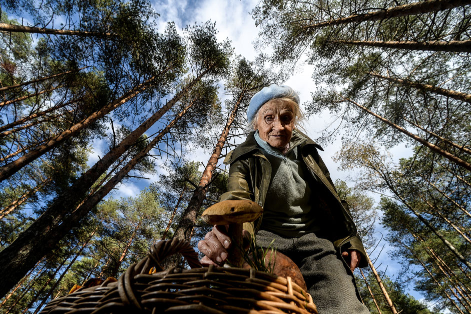 Жителката на Новгород бере гъби в гората.
