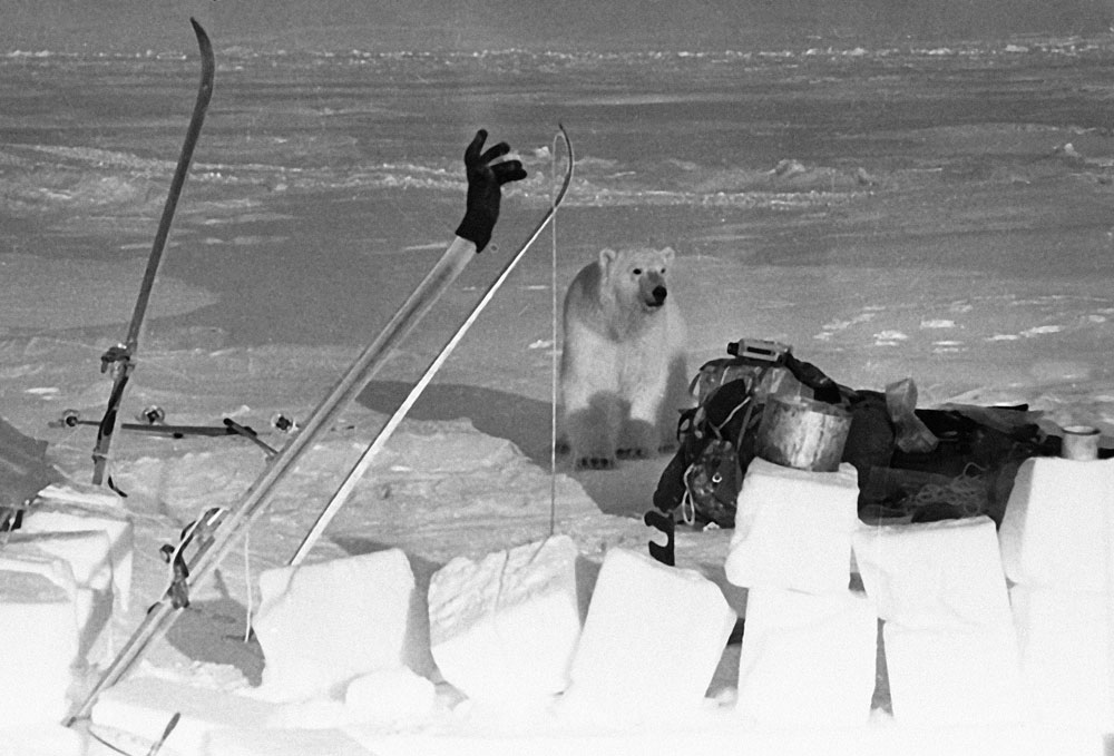 Oso polar cerca del campamento científico soviético del archipiélago de Sévernaia Zemlia en 1972.