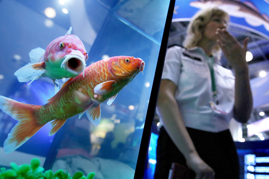 Russia. Moscow region. 8 October 2015. The aquarium with fish at the 17th Russian Agricultural Exhibition "Golden Autumn" in the international exhibition center "Crocus Expo".