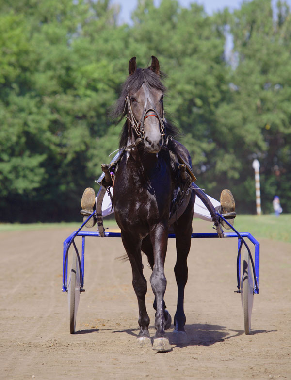 9. The Russian Trotter is the most common horse in Russia. A rather young breed officially recognized in 1949, the Russian Trotter is the result of crossing the Orlov Trotter and the American Standardbred.