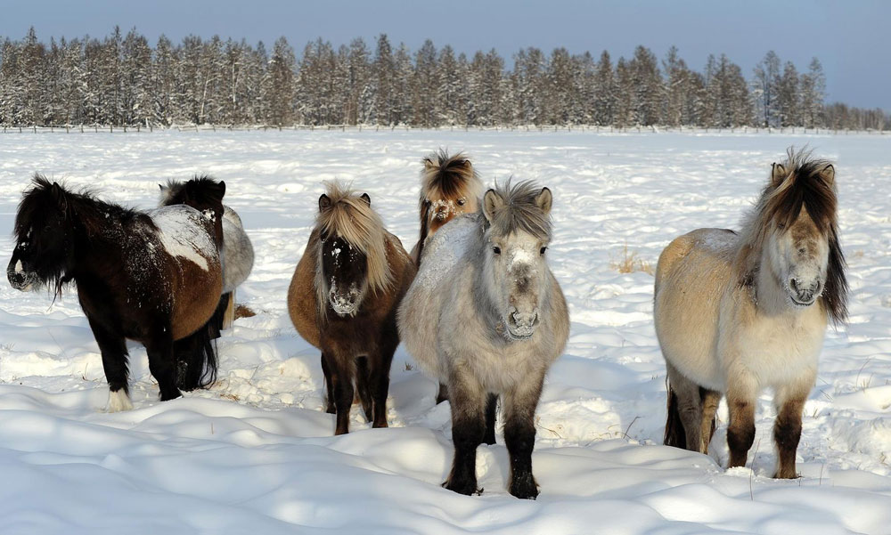 7. 主に自然淘汰によってできたヤクート馬は、長く過酷な氷点下の期間でも生存できるほど強靱な種である。15センチもある毛のため、マイナス60℃近くまで下がる冬の間でも、ずっと屋外で過ごすことができる。ヤクート人の馬の所有者たちは、この馬の餌のことをあまり気にかけない。この馬は、多量に積もった雪の下にある草をかき集めて食べることができるからである。