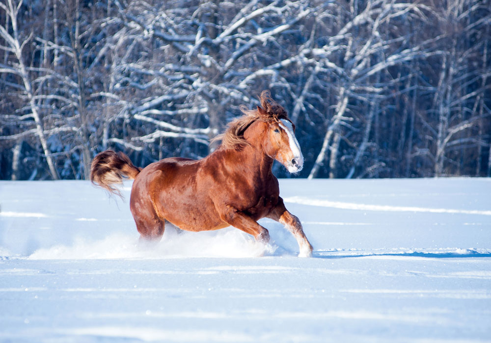 6. ソビエト重輓馬 (ヘビードラフト) は世界で最も強力な馬の一種だ。1972年に、ソ連の種馬フォルスは、23トン近い重量を35メートル牽引して世界記録を達成した。これは生産性向上の立役者、アレクセイ・スタハノフでもとても無理な話だろう。