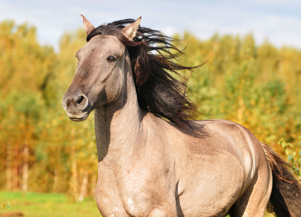 8. 強力で頑丈なバシキール馬は、ステップの王様である。ロシアのウラル地方南部に住むバシキール人がこの馬を重宝するのは、それが驚異的な耐久性を持ち合わせているからだけでなく、その馬のミルクからクミス（馬乳酒）と呼ぶ、バシキール人の民族的飲料が作られるからでもある。