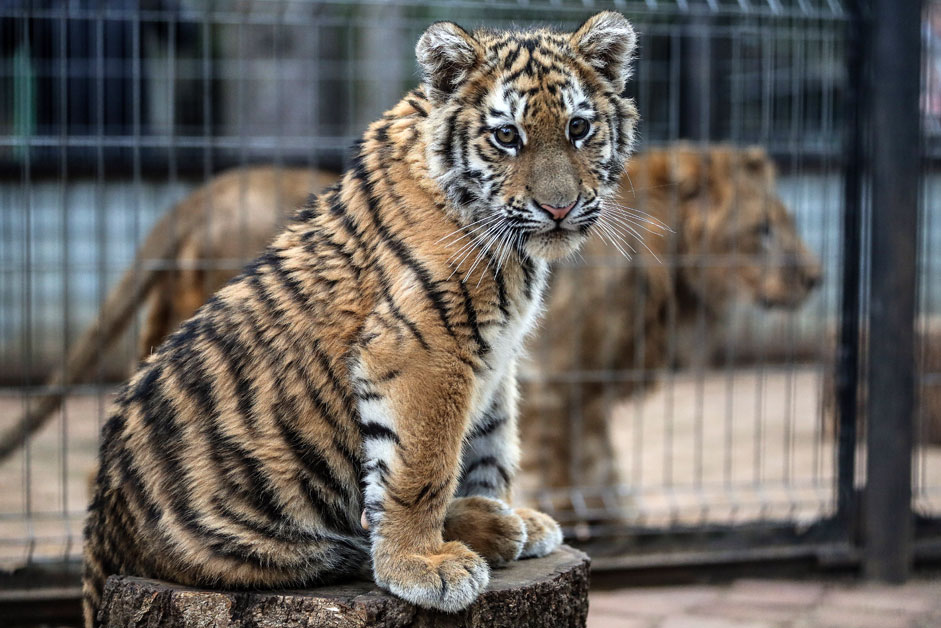 Der junge Tiger Stepan und ein Liger befinden sich in einem Rehabilitationszentrum für wilde Tiere. Die Moskauer Polizei hat die Patenschaft für den Tiger übernommen, nachdem dieser vor Wilderern gerettet wurde.