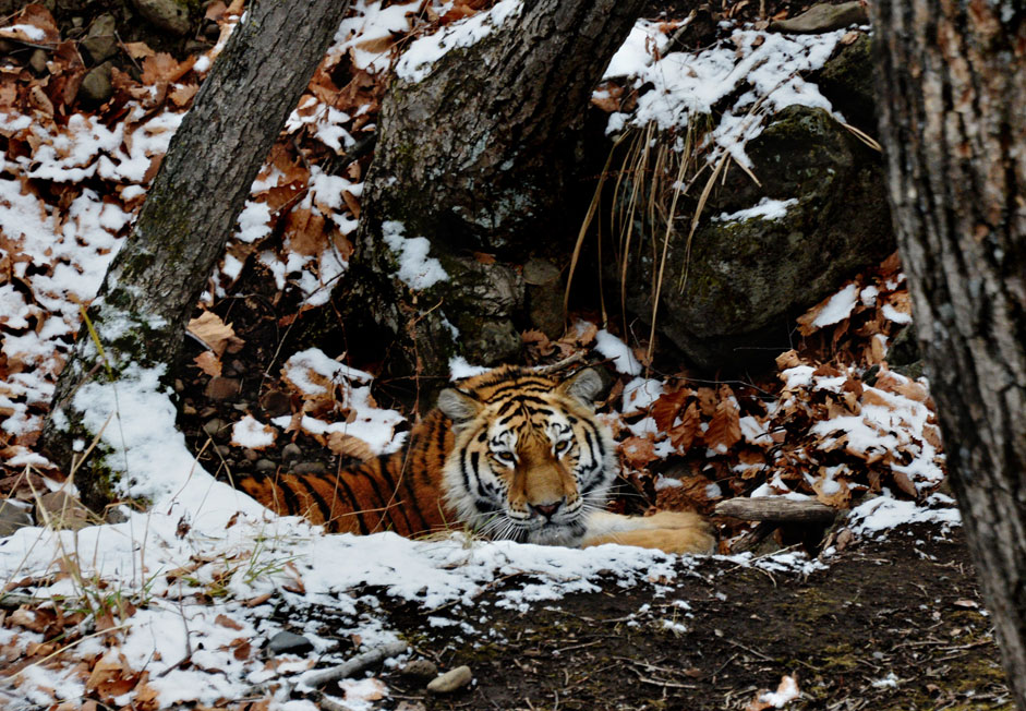 Young Amur tiger, brought from the nursery of the Moscow Zoo, mastered in a safari park