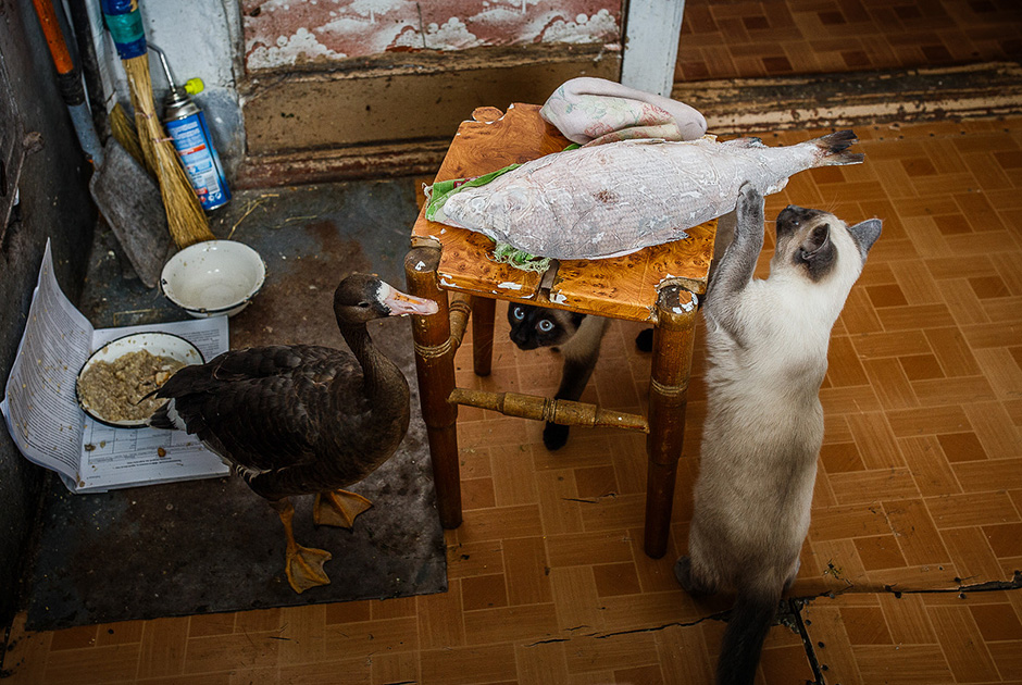 　「地元の料理で必ず試すべきなのは、主な極北料理の一つで、凍らせた魚か肉を使うストロガニナです。これは凍ったままか、細切りにして供されます。サイズは小さく、解凍されることはありません。これは同量の塩と胡椒を混ぜた『ソース』をつけて食べます。とても美味しいですよ！」