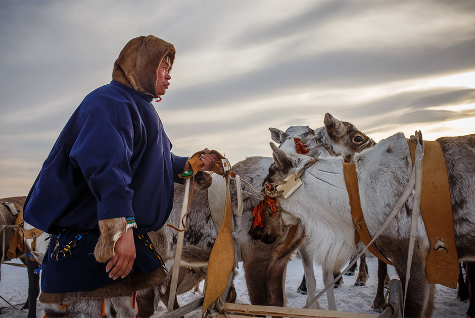 　「住民の間、特に極北地方の先住民族であるネネツ人の間では、トナカイの飼育がよく行われています。彼らにとってトナカイは食糧であると共に移動手段および衣服の材料でもあります」