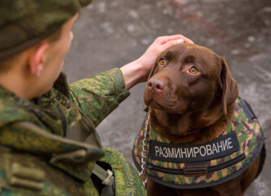 Презентација на заштитната униформа за кучињата од расата норд што ја креираше научно-истражувачката организација за специјални материјали. Униформата ги штити службените кучиња од куршуми, убоди и од шрапнели од бомба.
