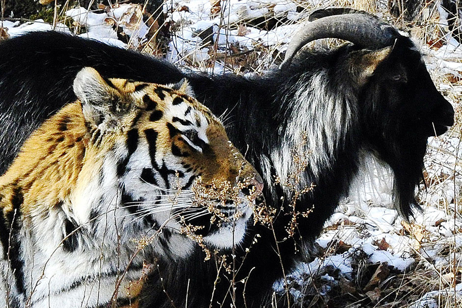 Tigers are fed with live animals twice a week. They use their instincts while hunting the prey. But instead of eating Timur, Amur befriends the goat.