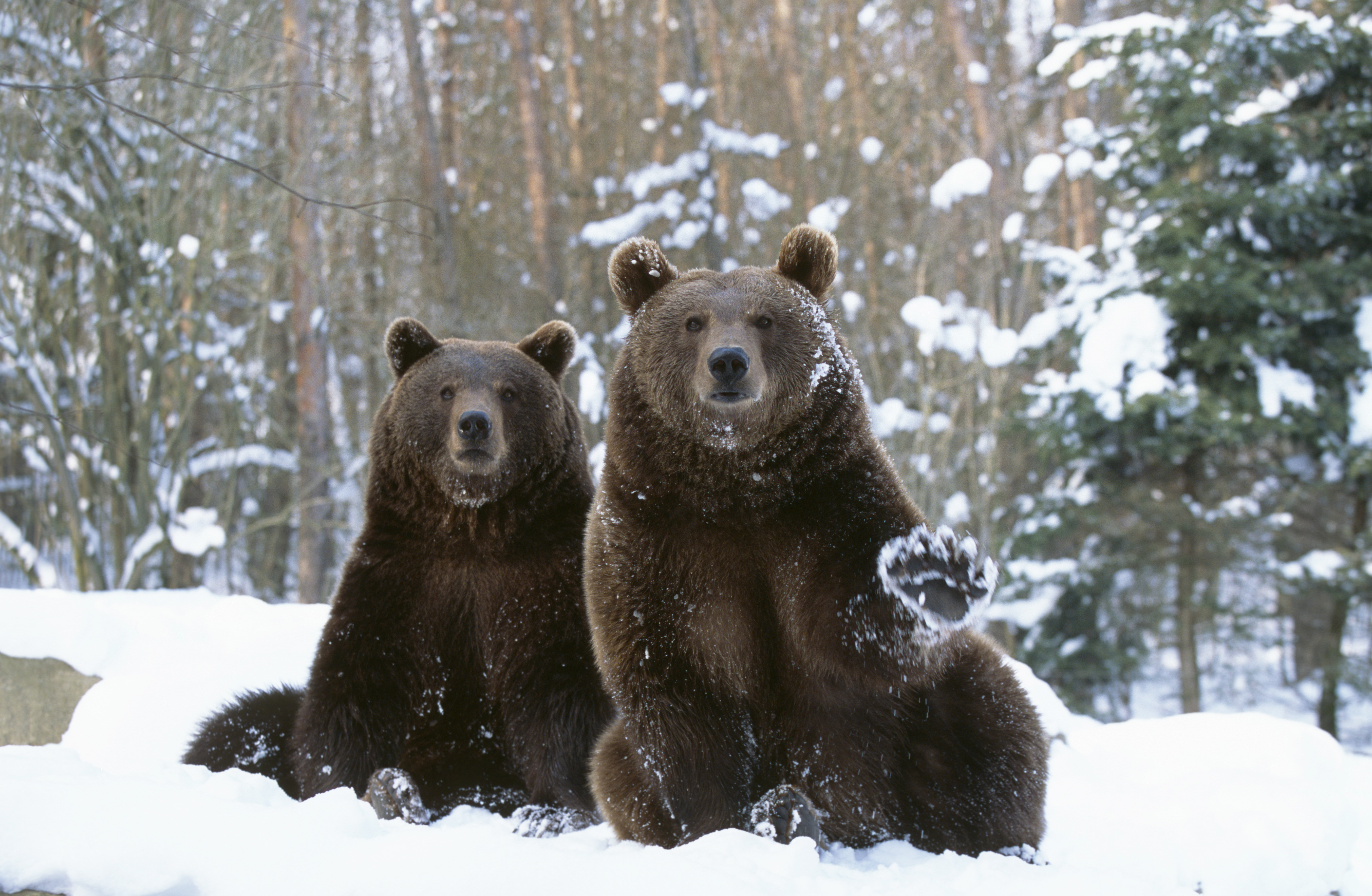 Сибирските градове се управляват от мечки, покрити са във вечен скреж и са спрягани за най-опасните места на света. Реалност или мит?