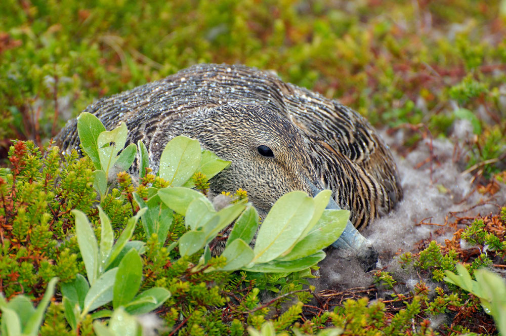 In more remote parts of the island it is possible to find standalone eider nests. Birds are usually not afraid of people.